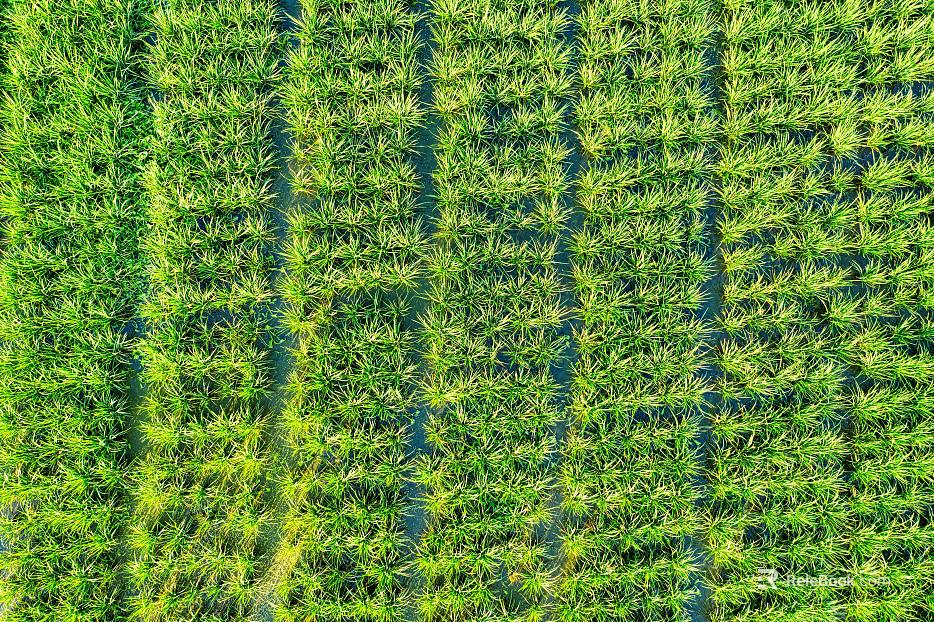 Grassland texture