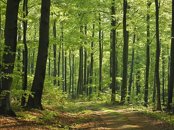 Forest texture (ID:ffaeg26109)