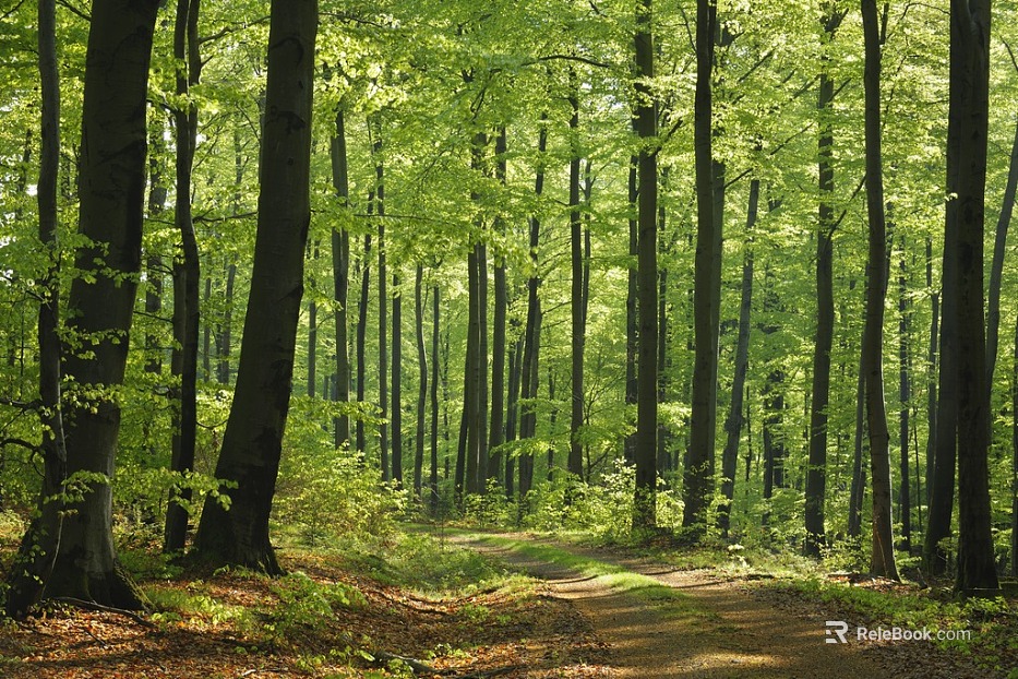 Forest texture