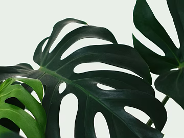 Plant painting texture (ID:ffaeg49962)