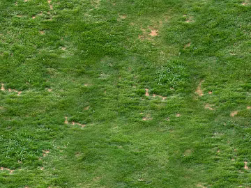 Turf texture (ID:ffaag31862)