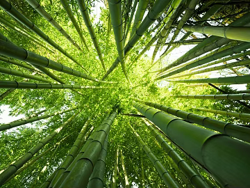 Bamboo Forest texture (ID:ffaeg48246)