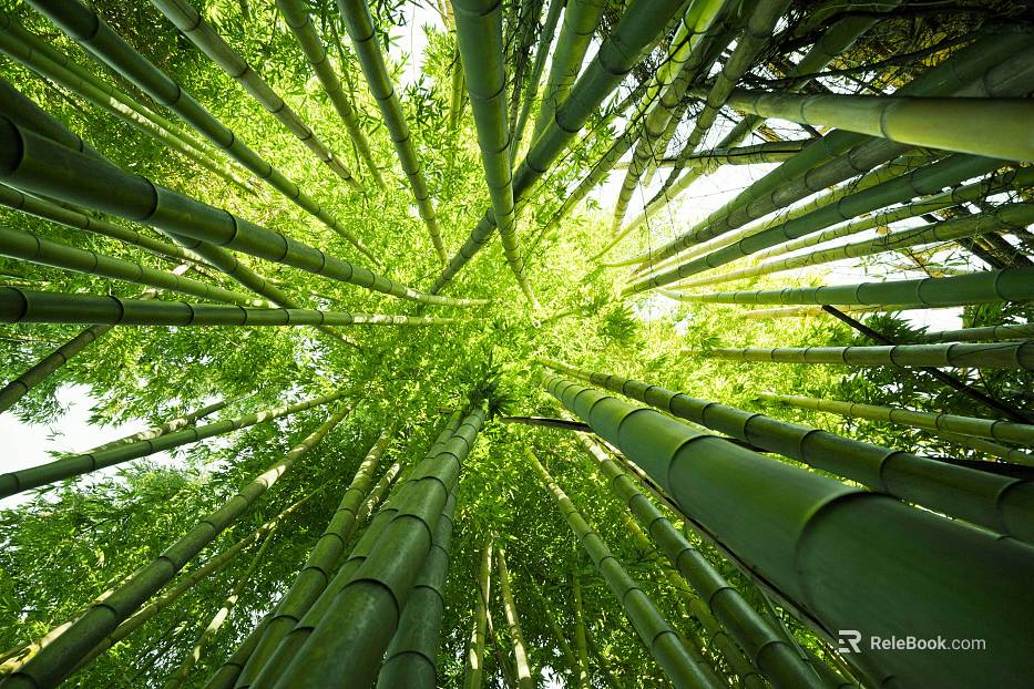 Bamboo Forest texture