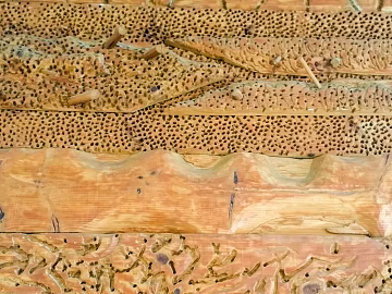 Wooden panel texture (ID:ffabg23261)