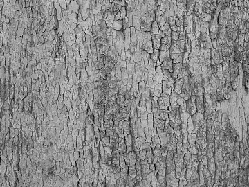 bark texture (ID:ffaig29620)