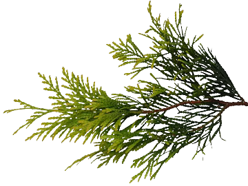 Plants texture (ID:ffaeg16328)