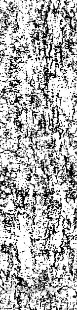 Black and White Bark Texture Decoration Map texture