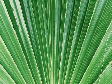 leaves texture (ID:ffaeg80083)