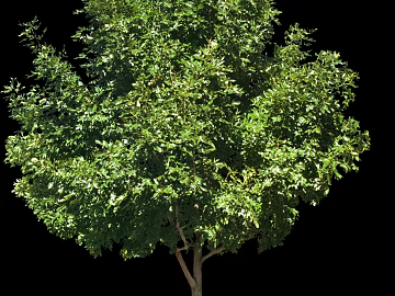 Plants texture (ID:ffabg33556)