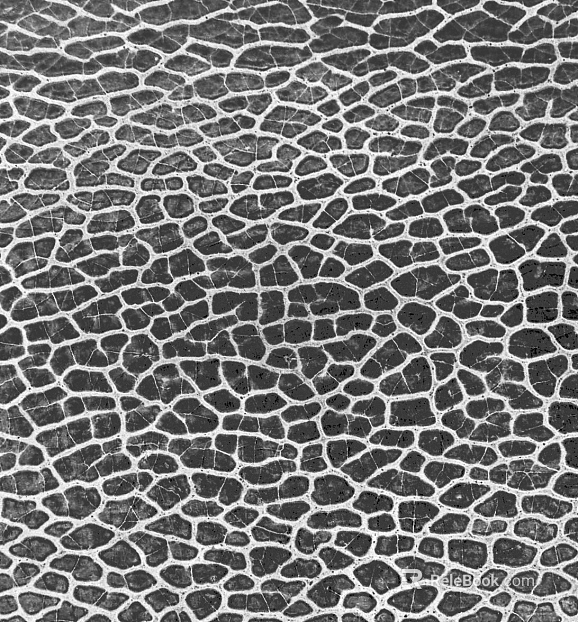 Black and White Bump texture