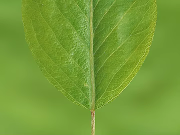 green leaf texture (ID:ffaag74774)