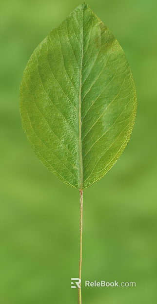 green leaf texture