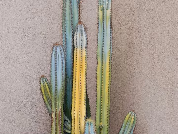 Plant painting texture (ID:ffagg47300)