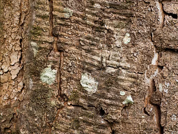 bark texture (ID:ffagg47438)