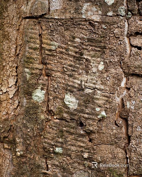 bark texture