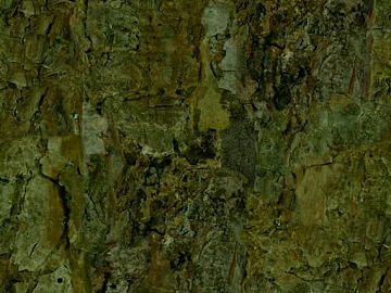 bark texture (ID:ffacg81505)