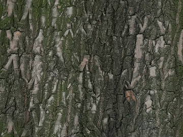 bark texture (ID:ffaeg93660)
