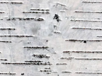 White Birch Bark Textured Wall Decoration 3d model