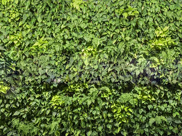 Shrubs texture (ID:ffajg52870)