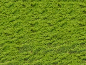 moss texture (ID:ffaag80149)