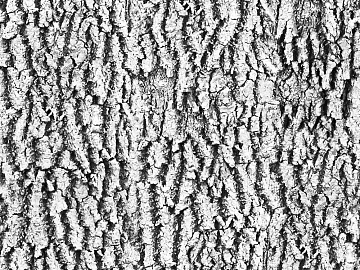 bark texture (ID:ffaeg47386)