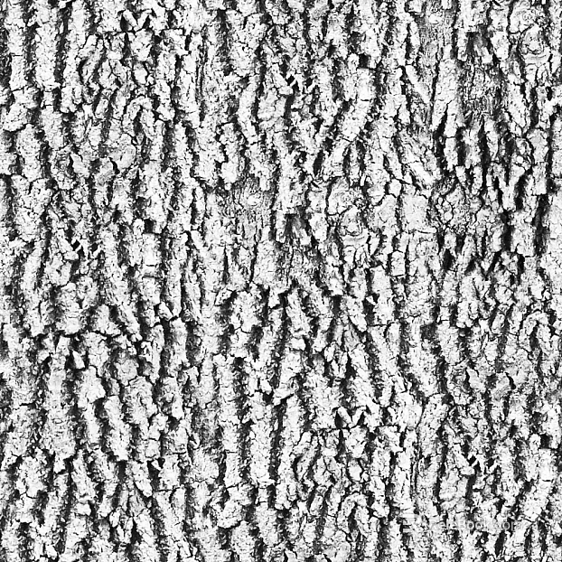 bark texture