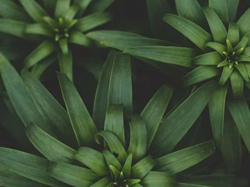 Plants texture (ID:ffaeg90836)