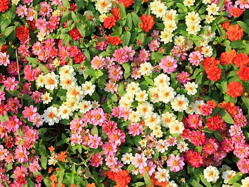 Flowers texture (ID:ffajg66443)