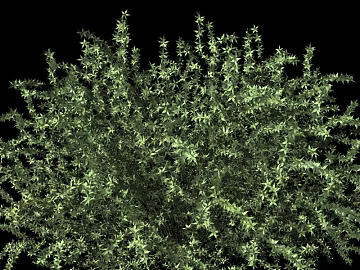 Plants texture (ID:ffaeg63987)