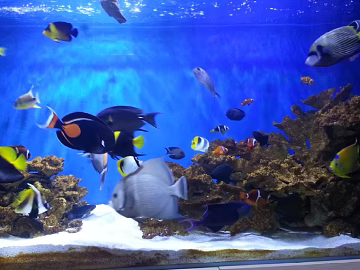 Fish tank texture (ID:ffabg12193)