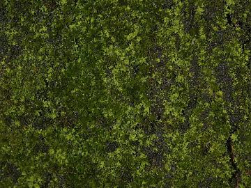 moss texture (ID:ffagg80846)