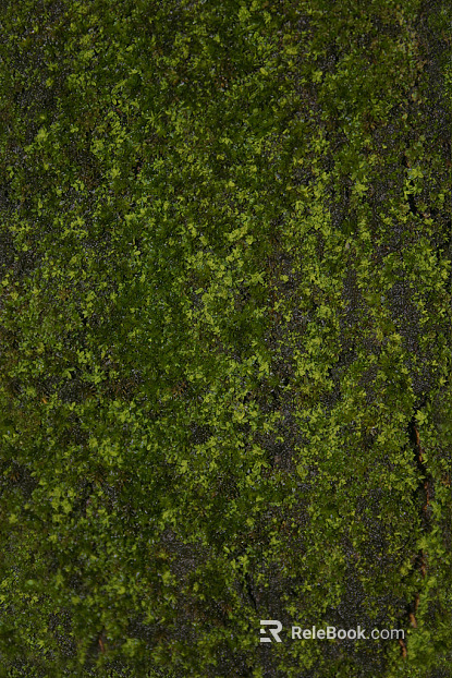 moss texture