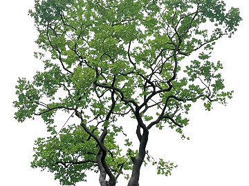 Green Landscape Arbor Landscape texture (ID:ffaeh715324)
