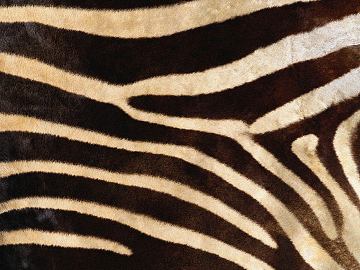 Animal Blanket texture (ID:ffaif9314)