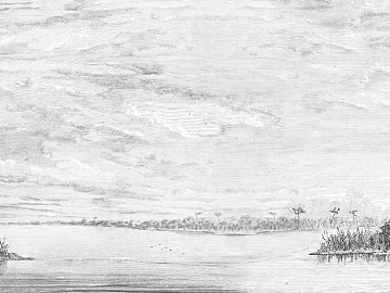 gray plant wallpaper texture (ID:ffach855774)