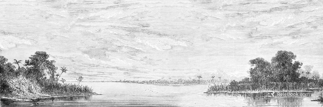 gray plant wallpaper texture