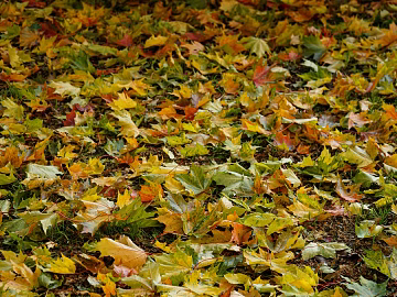 fallen leaves texture (ID:ffaeg70867)
