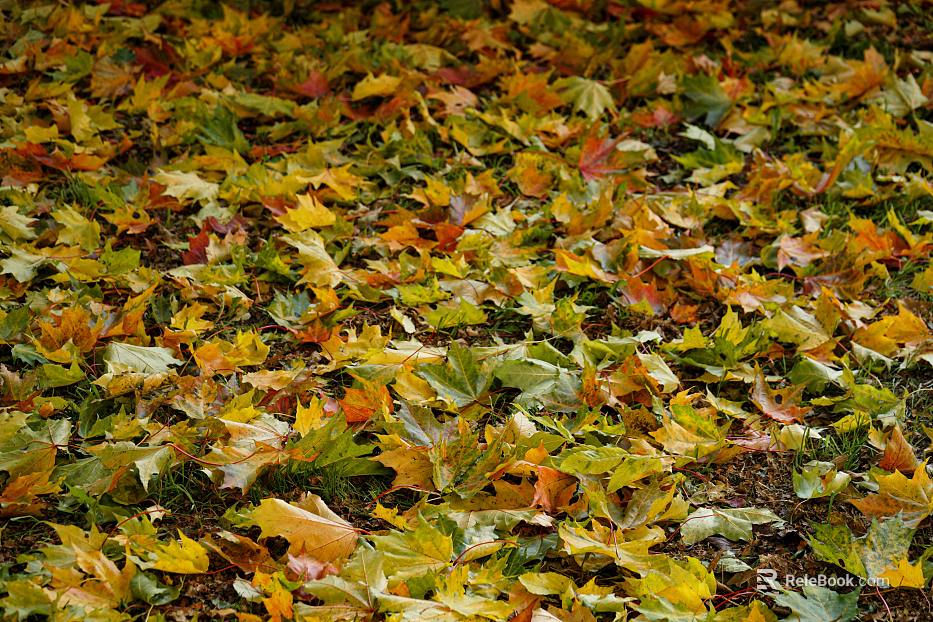 fallen leaves texture