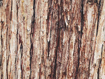bark texture (ID:ffagg50888)