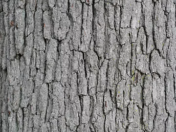 bark texture (ID:ffagg53900)