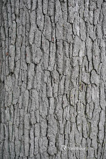 bark texture
