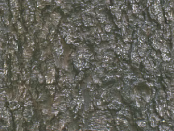 bark texture (ID:ffagg36739)
