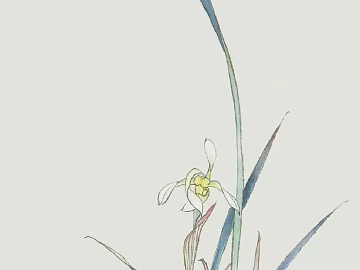 Plant Painting Orchid texture (ID:ffaeh286967)