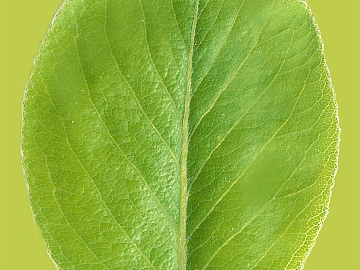 leaves texture (ID:ffacg46894)