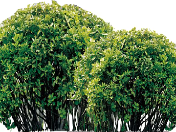 Tree texture (ID:ffabg94172)