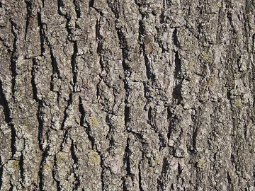 bark texture (ID:ffacg29539)