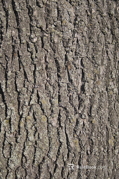 bark texture