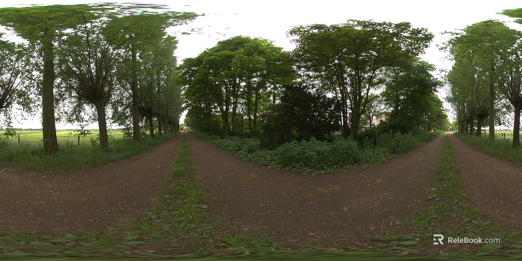 Outdoor Woods Trail Daytime HDR texture