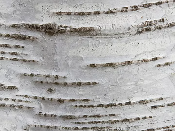 bark texture (ID:ffajg47190)