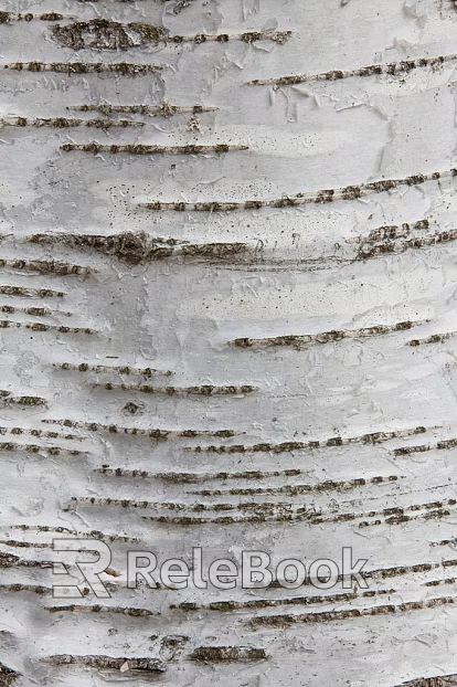 bark texture